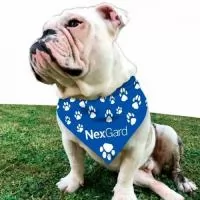 Bandana